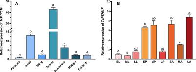 Roles of the PTP61F Gene in Regulating Energy Metabolism of Tribolium castaneum (Coleoptera: Tenebrionidae)